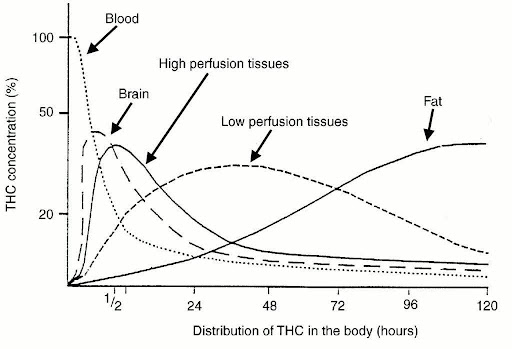 הפיזור של מולקולת ה-THC בגוף האדם