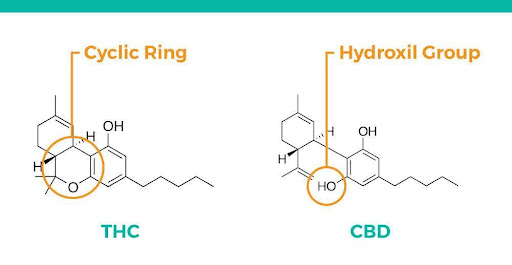 ההבדלים במבנה המולקולרי בין THC ל- CBD