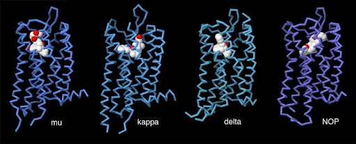 Opioid Receptors