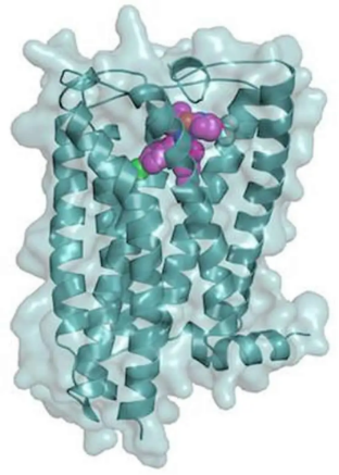 CB1 Receptor