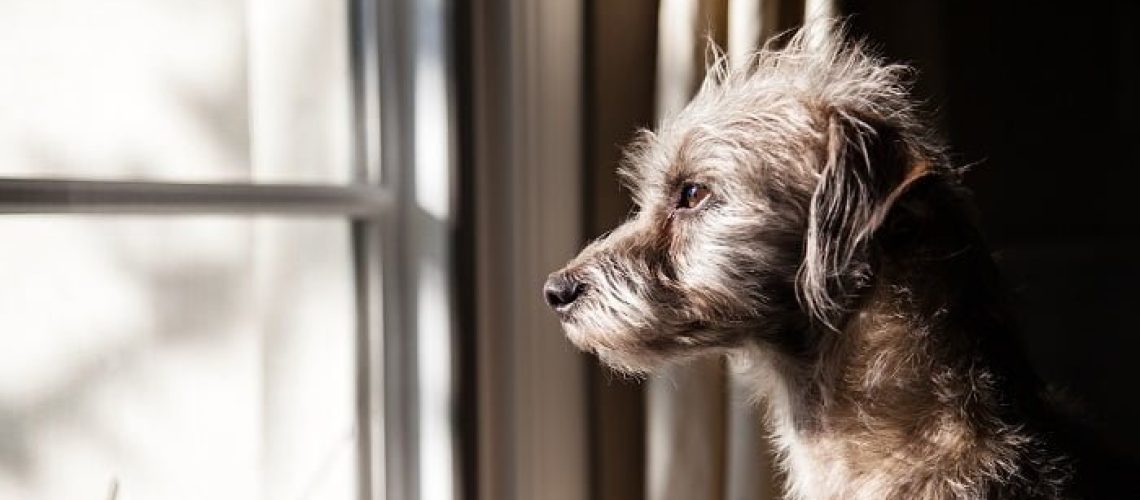 הקלה על תסמיני לחץ וחרדה אצל כלבים